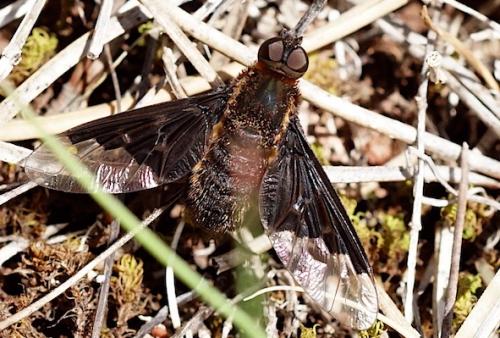 Réf. 189 634 : Hemipenthes morio